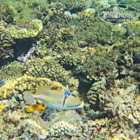 фото из отзыва ID 2718570