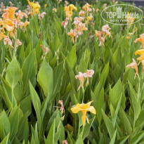 фото из отзыва ID 2718996