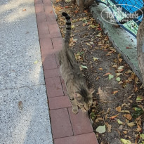 фото из отзыва ID 2719330