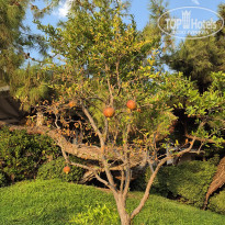 фото из отзыва ID 2719330