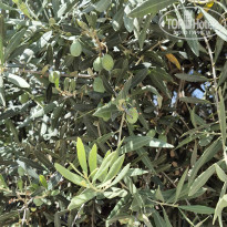 фото из отзыва ID 2719330