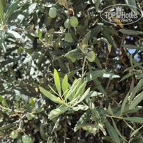 фото из отзыва ID 2719330