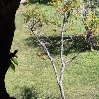 фото из отзыва ID 2719330