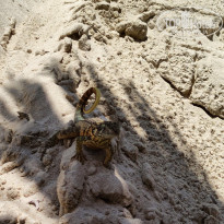 фото из отзыва ID 2719370