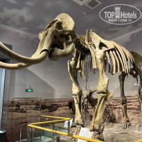 фото из отзыва ID 2719485