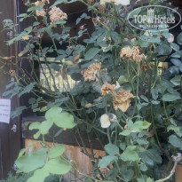 фото из отзыва ID 2719547