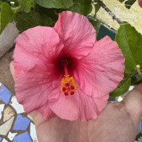 фото из отзыва ID 2719589