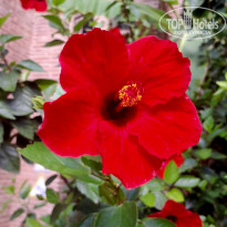 фото из отзыва ID 2719709