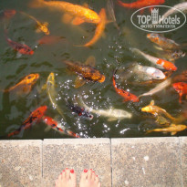 фото из отзыва ID 272701