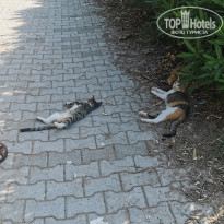 фото из отзыва ID 2720106