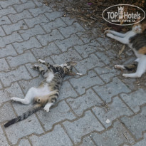 фото из отзыва ID 2720106