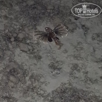 фото из отзыва ID 2720225