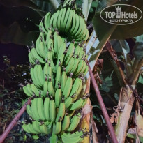 фото из отзыва ID 2720300