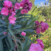 фото из отзыва ID 2720501