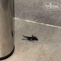 фото из отзыва ID 2720512