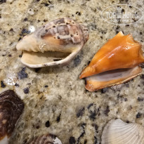 фото из отзыва ID 2720525