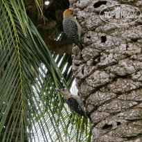 фото из отзыва ID 2720525