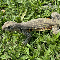 фото из отзыва ID 2720699