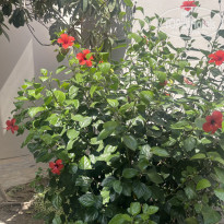 фото из отзыва ID 2720721