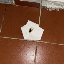 фото из отзыва ID 2720792