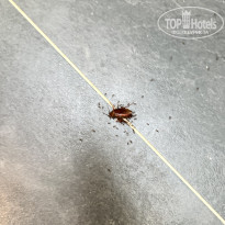 фото из отзыва ID 2720792