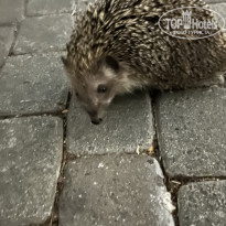 фото из отзыва ID 2720251