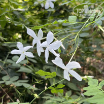 фото из отзыва ID 2720251