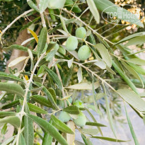 фото из отзыва ID 2721113