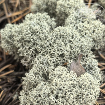 фото из отзыва ID 2721134