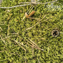 фото из отзыва ID 2721134