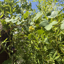 фото из отзыва ID 2721216