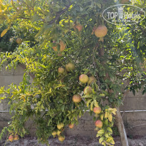 фото из отзыва ID 2721216