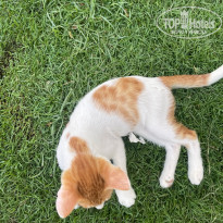 фото из отзыва ID 2721350