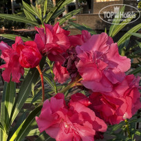 фото из отзыва ID 2721543