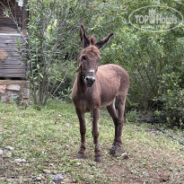 фото из отзыва ID 2721937