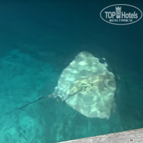 фото из отзыва ID 2721928