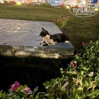 фото из отзыва ID 2721954