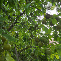 фото из отзыва ID 2722052