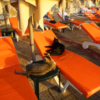 фото из отзыва ID 2722303