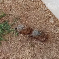 фото из отзыва ID 2721512