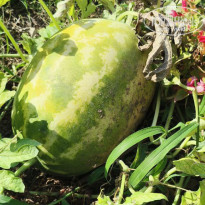 фото из отзыва ID 2722454