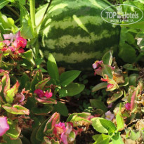 фото из отзыва ID 2722454