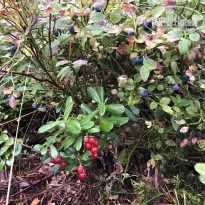 фото из отзыва ID 2722492