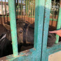 фото из отзыва ID 2722507