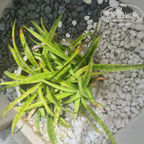 фото из отзыва ID 2722858