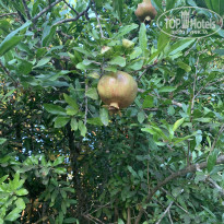 фото из отзыва ID 2722891