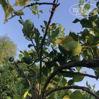 фото из отзыва ID 2722891