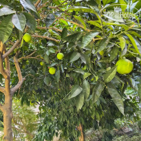 фото из отзыва ID 2723006