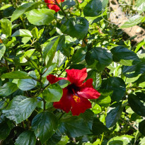 фото из отзыва ID 2723006