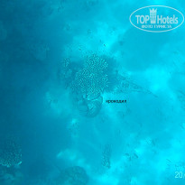 фото из отзыва ID 2723071